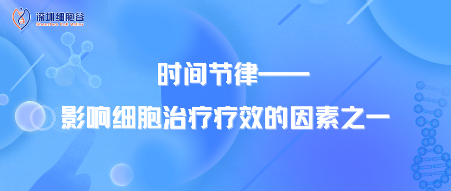 時間節(jié)律——影響細(xì)胞治療療效的因素之一