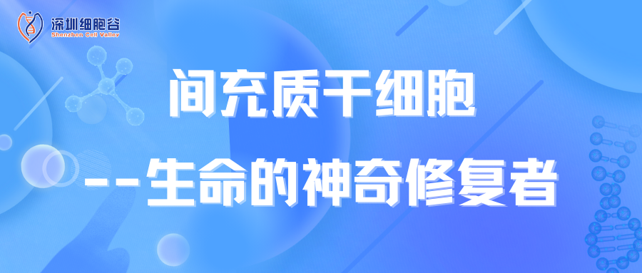 間充質干細胞--生命的神奇修復者
